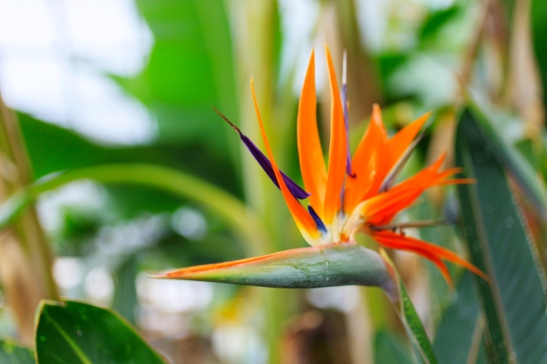 ストレリチア・レギネ（極楽鳥花）の育て方