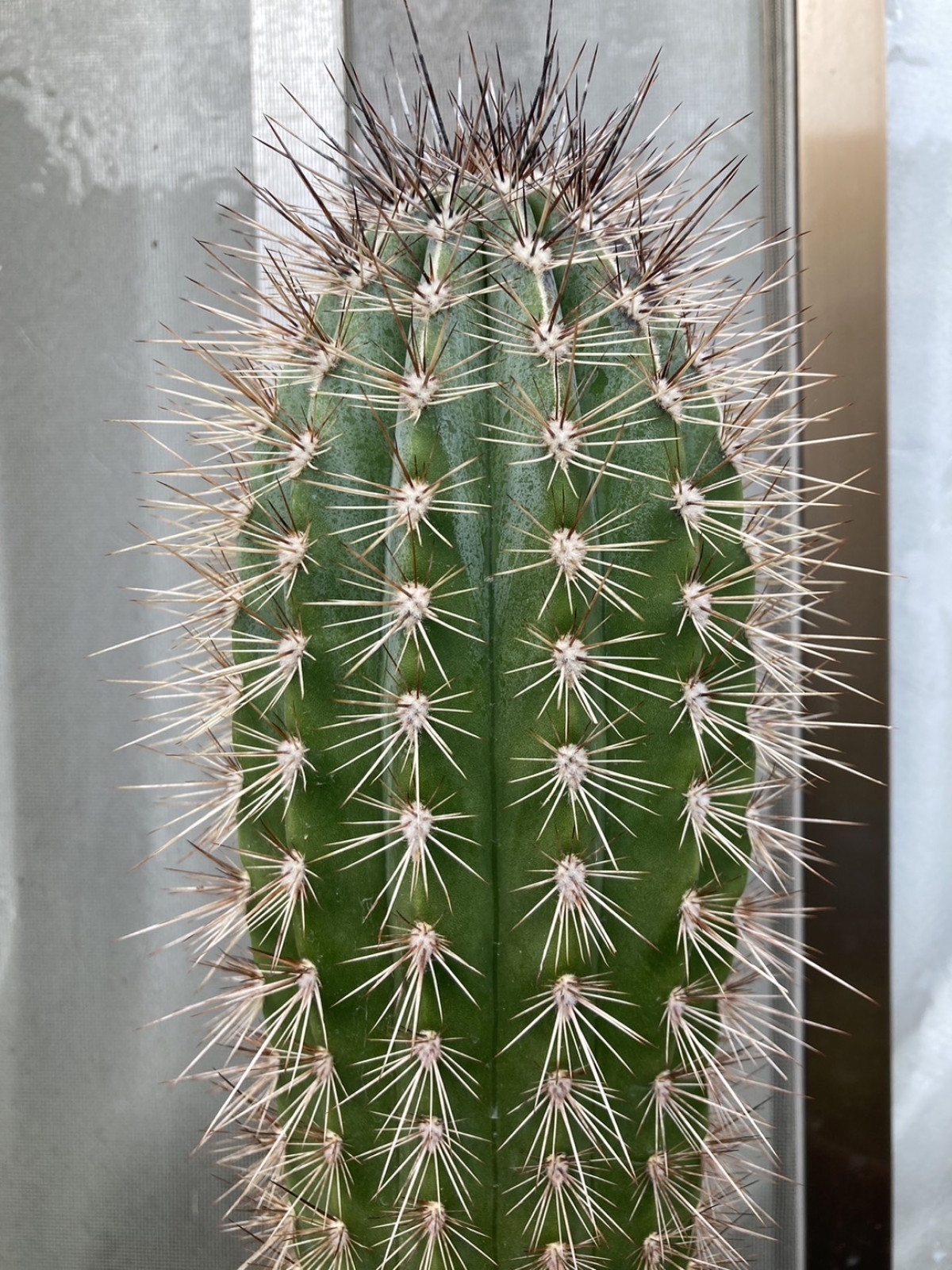 武倫柱（ブリンチュウ）の育て方・特徴は？