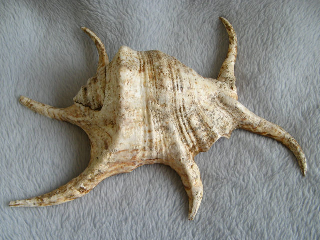 身近な貝殻図鑑：スイジガイ(1)