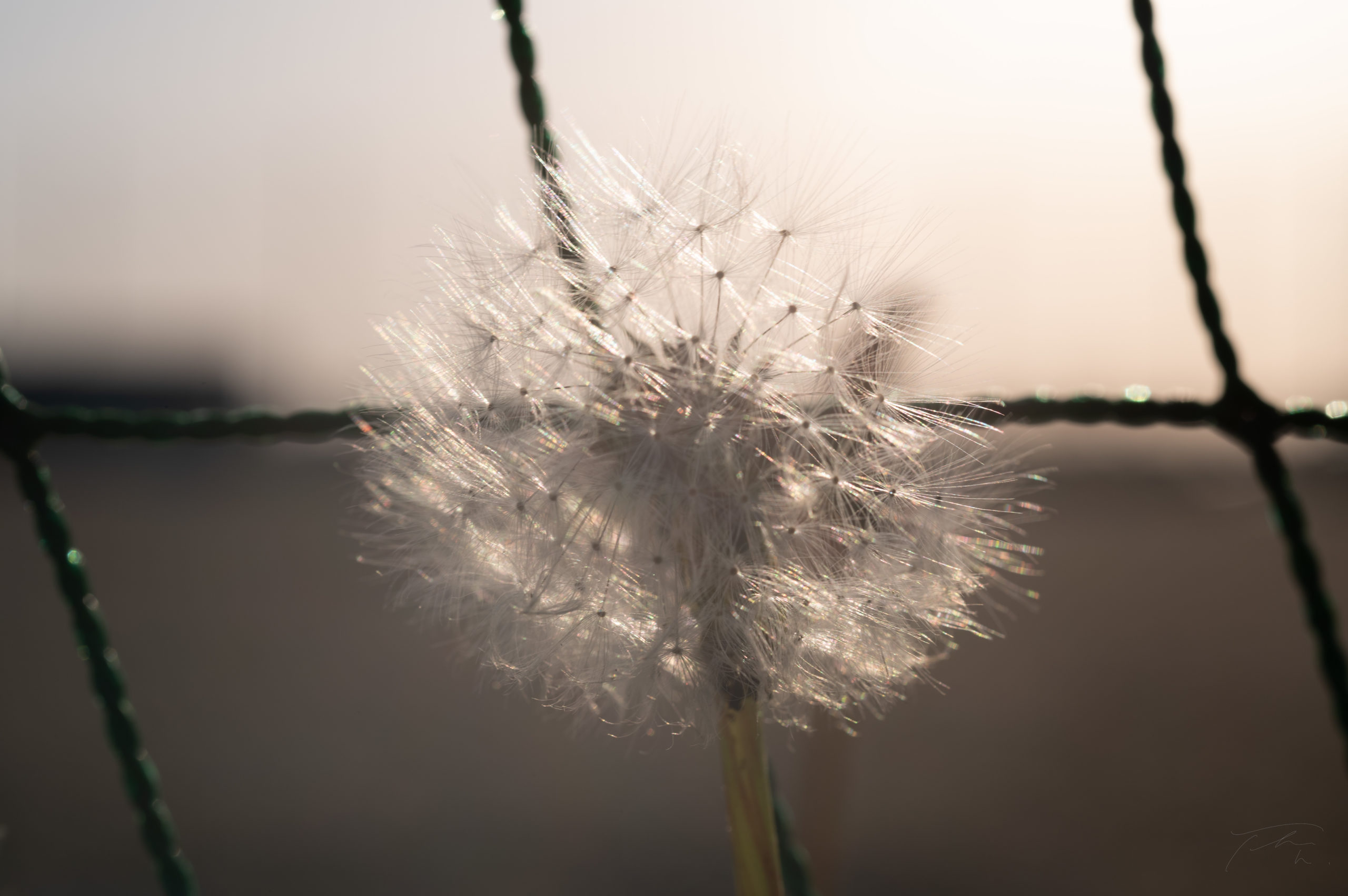 ニコン『AI Micro-Nikkor 55mm f/2.8S』作例 | smart tutor