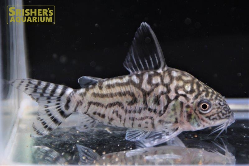 コリドラス レティキュラータス｜コリドラスの仲間 - Corydoras