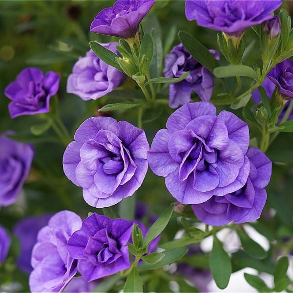 PW公式オンラインストア / スーパーベル(R) ダブルブルー