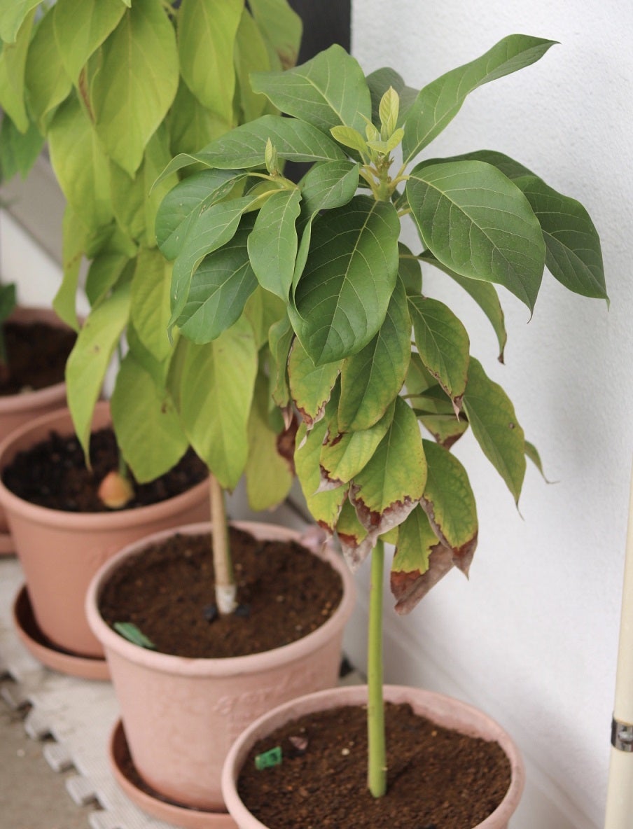 栽培を始めて2年半のアボカドの木。 | アボカド料理研究家 緑川 鮎香