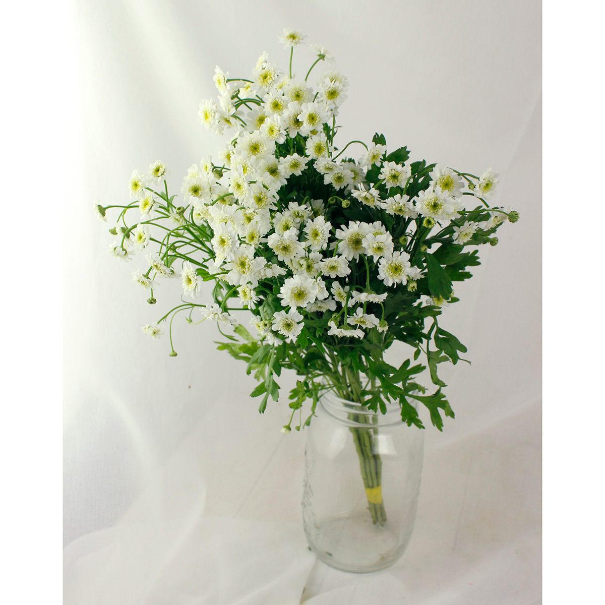生花】マトリカリア ダブルラテ(白八重)50cm-【OT】千葉県ほか - 花材