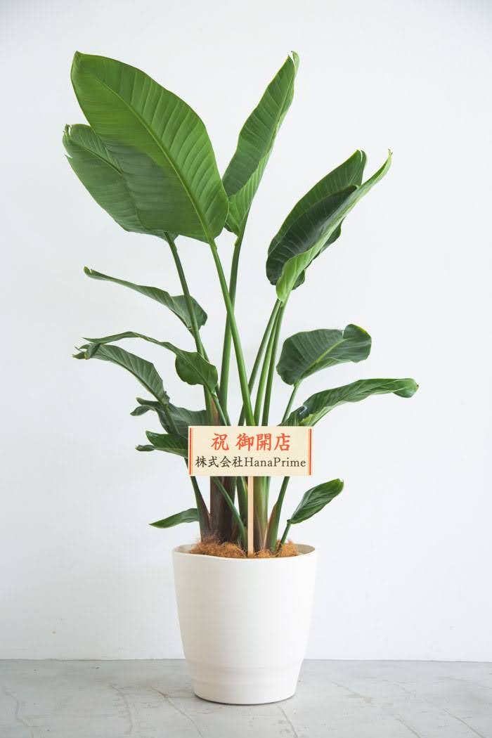 観葉植物 オーガスタ（10号鉢）｜HanaPrime（ハナプライム）