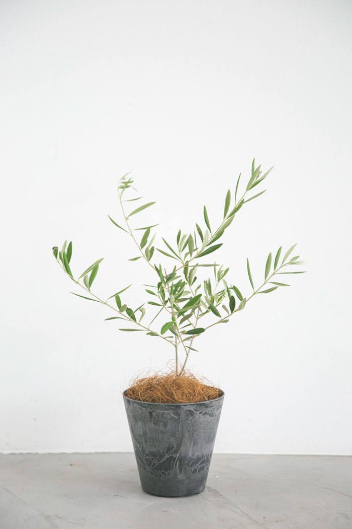 観葉植物 オリーブの木（4号鉢）｜HanaPrime（ハナプライム）