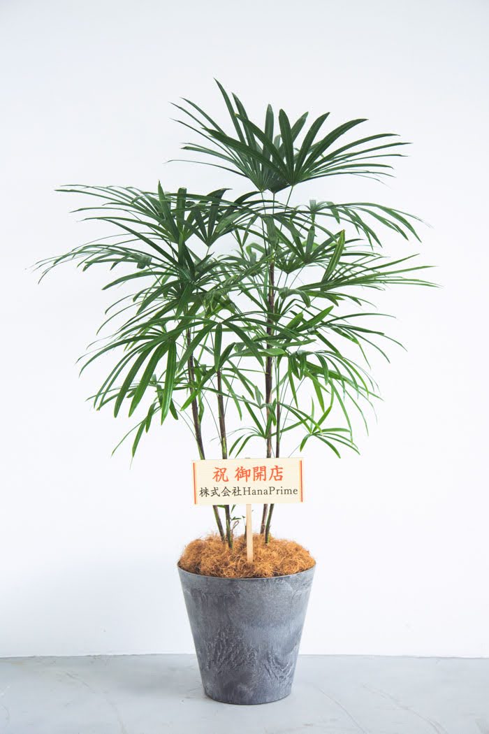 観葉植物 シュロチク（8号鉢）｜HanaPrime（ハナプライム）