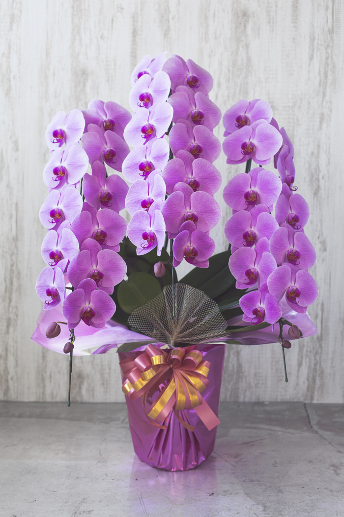 胡蝶蘭 大輪 39輪～42輪 3本立ち ピンク｜HanaPrime（ハナプライム）