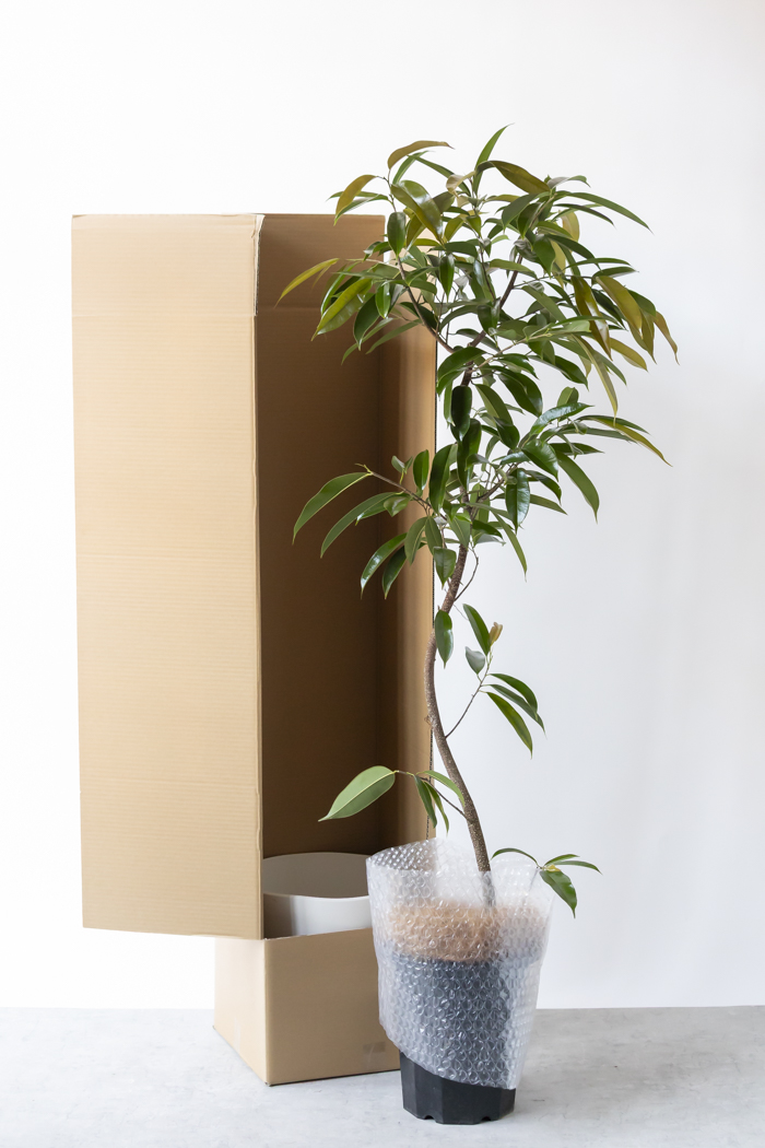 観葉植物 フィカス アムステルダムキング 曲がり（10号鉢）｜HanaPrime