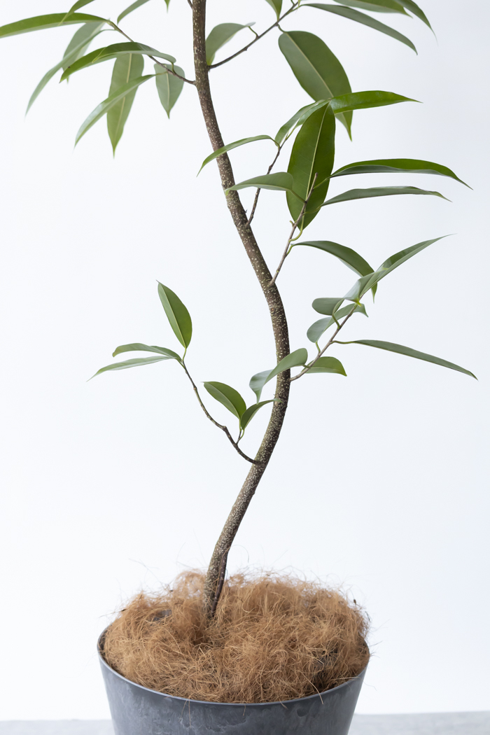 観葉植物 フィカス アムステルダムキング 曲がり（8号鉢）｜HanaPrime