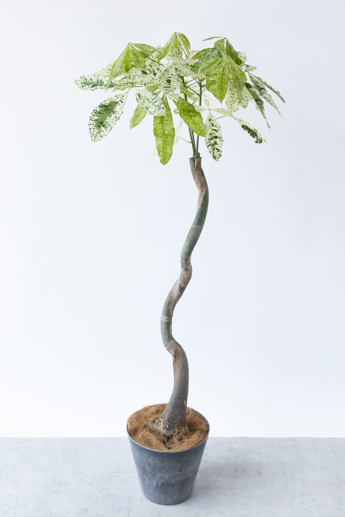 観葉植物 パキラ ミルキーウェイ（8号鉢）｜HanaPrime（ハナプライム）