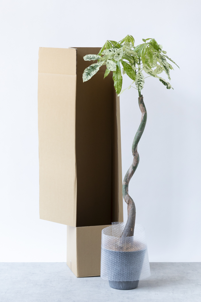 観葉植物 パキラ ミルキーウェイ（8号鉢）｜HanaPrime（ハナプライム）