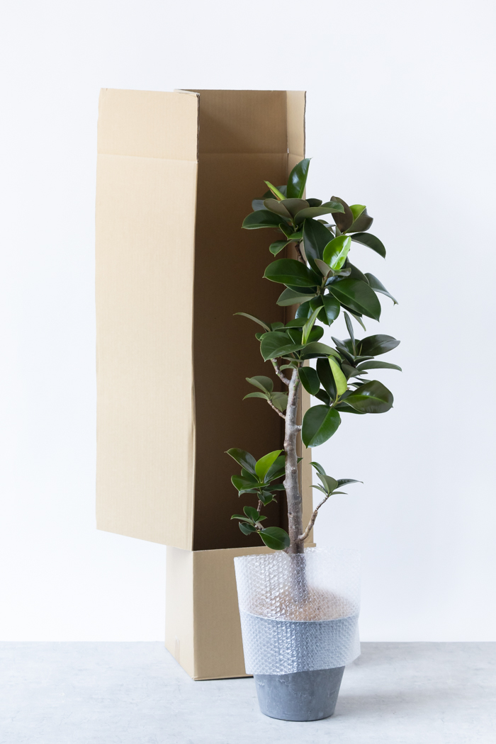 観葉植物 フィカス ソフィア曲がり（8号鉢）｜HanaPrime（ハナプライム）