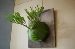 2026年最新】リドレイナノの人気アイテム - メルカリ