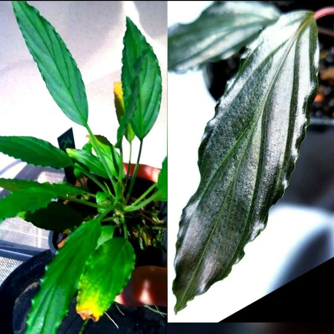 2026年最新】ホマロメナ 赤備の人気アイテム - メルカリ