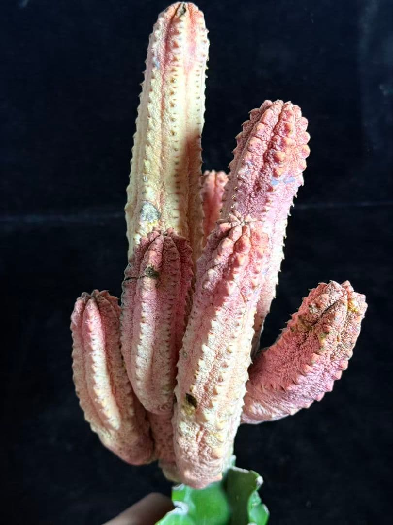 ユーフォルビア アブデルクリ 'Damask' 多肉植物 サボテン 希少 Z36