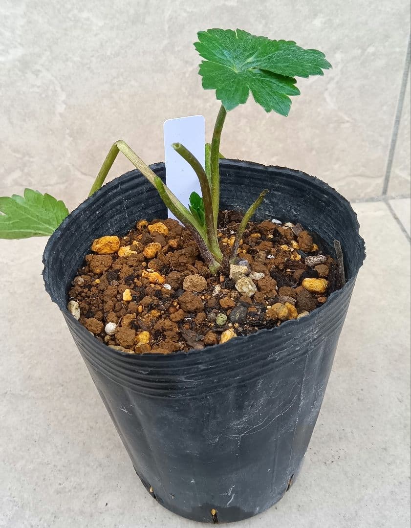 希少 廃盤品種 ラナンキュラスラックス ケラモス 芽出し苗 - メルカリ