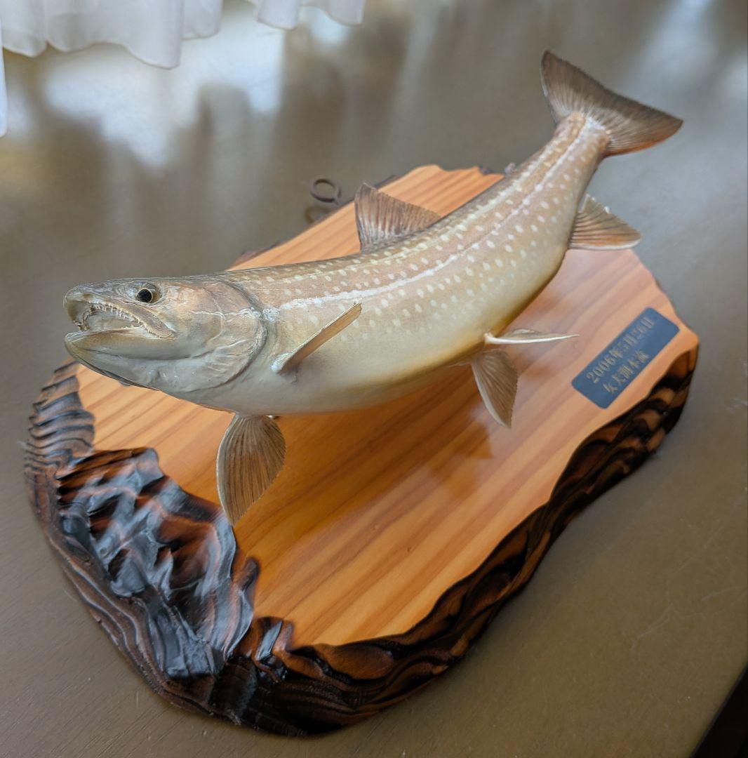 イワナ 剥製 28cm 木製台座(壁掛け) - メルカリ