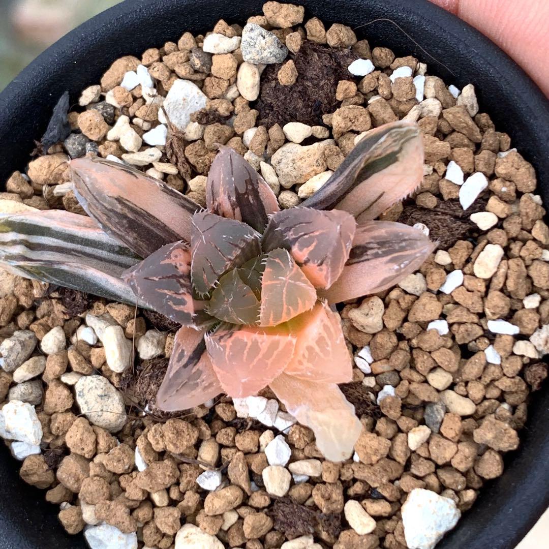 多肉植物 ハオルチア オブツーサ錦 赤い鳥 - メルカリ