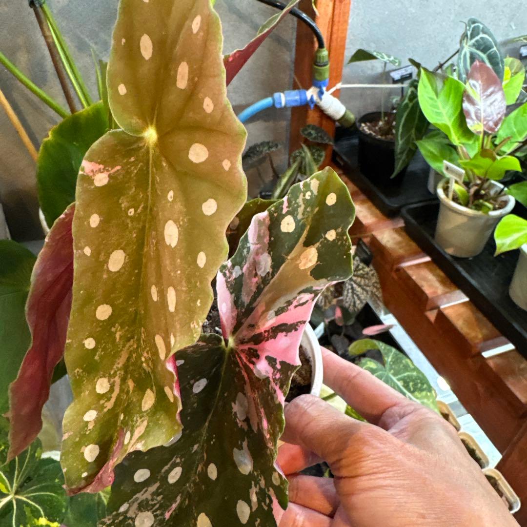 20 ベゴニア マクラータ 斑入り 激レア - メルカリ