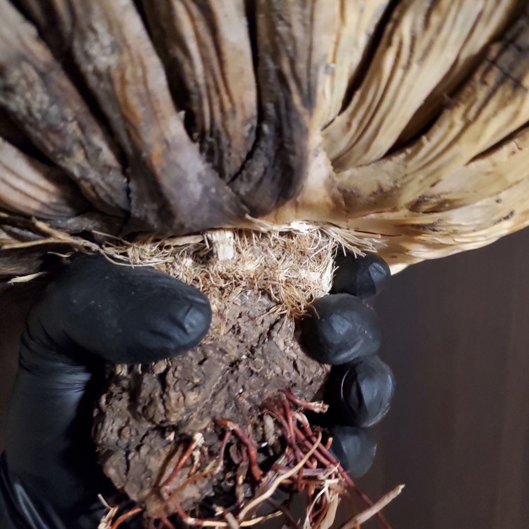 28 アガベ　ユタエンシス エボリスピナ long棘　強棘　特大株　3.0kg