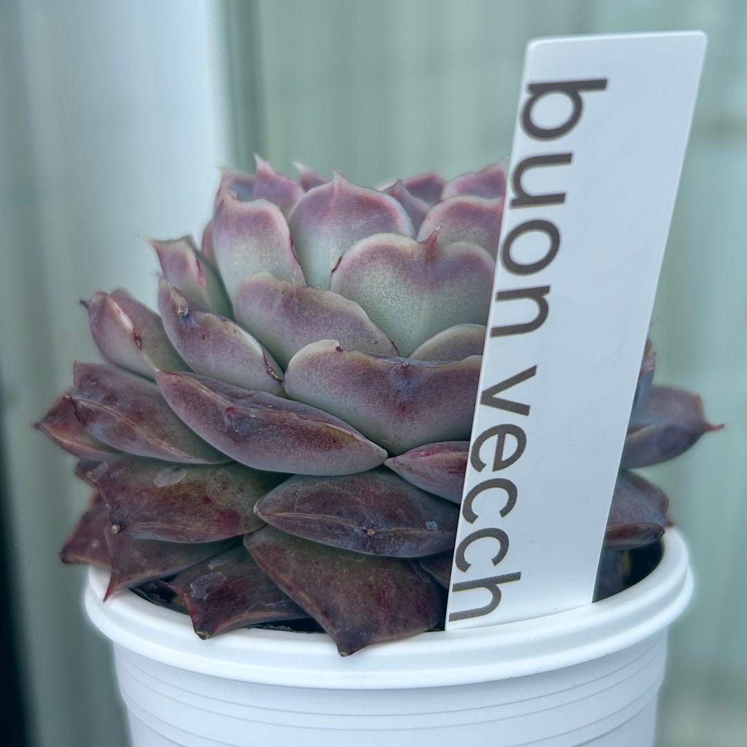 札付き❣️ヒアリナサンルイスデラパス ブォンベッキオ 原種 - メルカリ