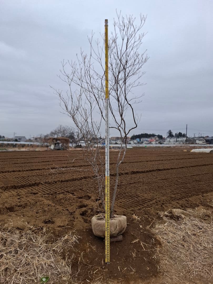 ミツバツツジ ――雑木 自然樹形 アオダモ アオハダ モミジ 山彩