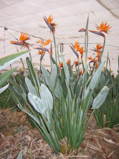 ストレリチアの品種