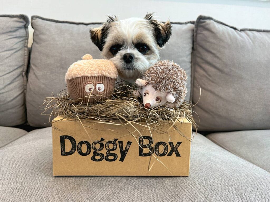 ワンちゃんのためのワクワク定期便「Doggy Box ( ドギーボックス