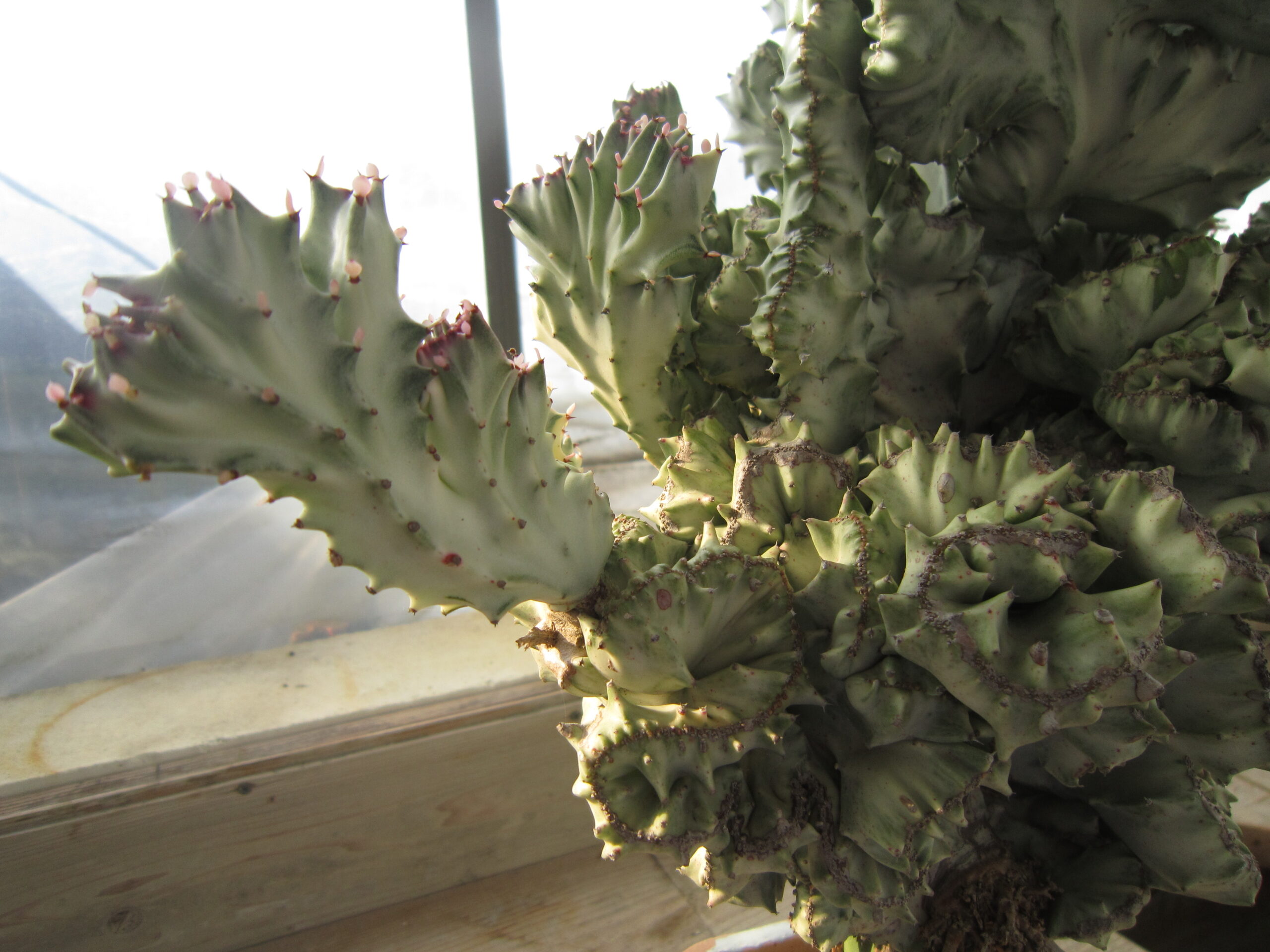 綴化したユーフォルビア・ラクテア ホワイトゴーストを挿し木で殖やし