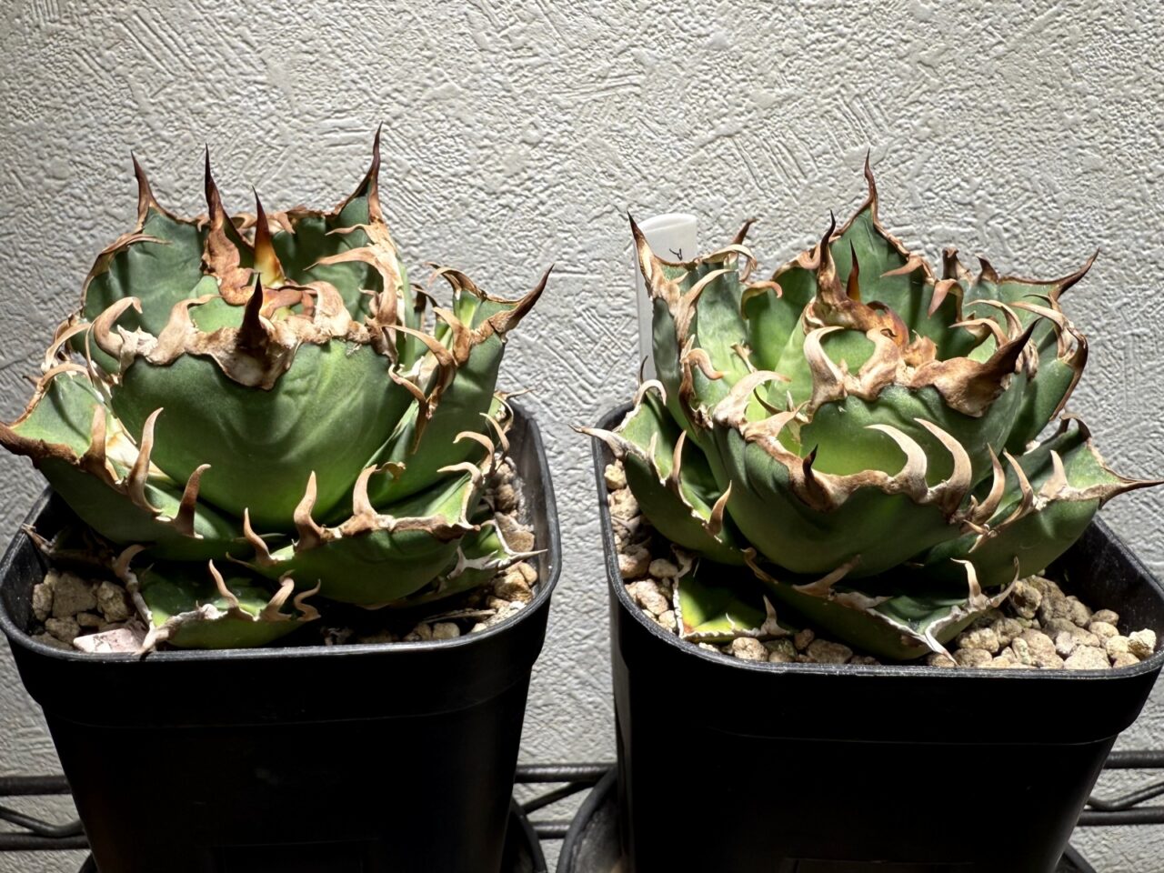 アガベ・シーザー 台湾Lize株 vs. メリクロン株の成長比較 | すごい