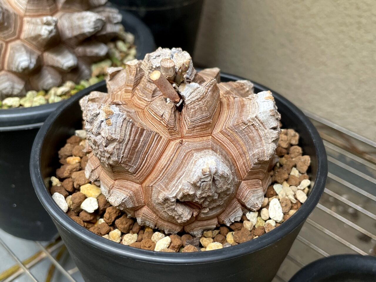 今年の新入り亀甲竜はどっちも長谷川園芸さんの株。 | すごいグリーン