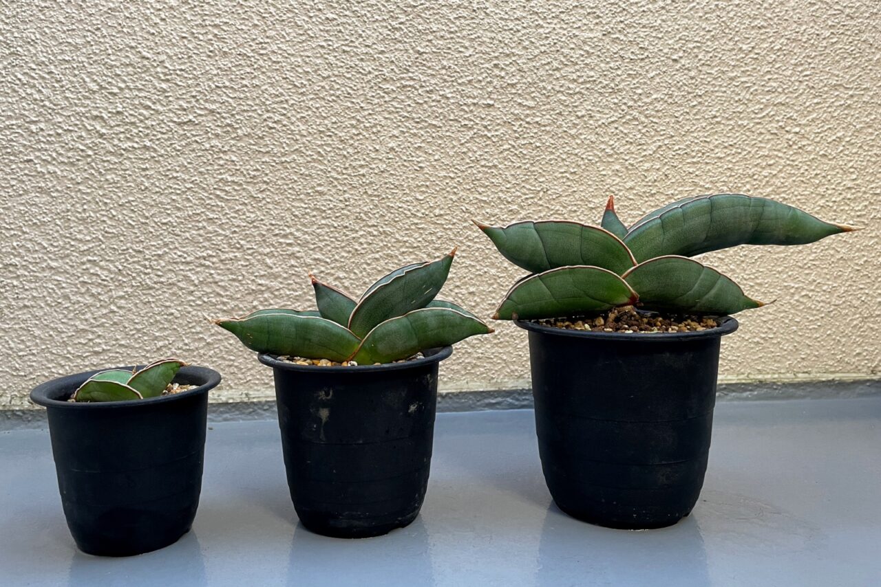 サンスベリア バナナ / ムチプリで肉厚な葉のバナナ三兄弟。 | すごい