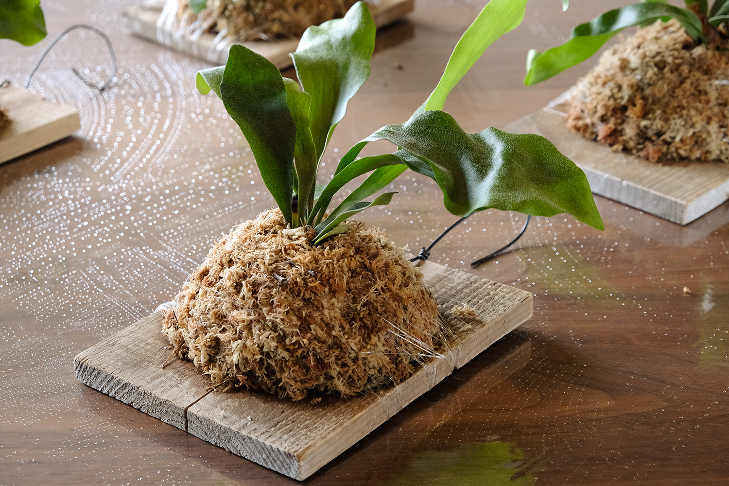 9月コウモリラン板付けワークショップ開催 | ブログ | 大阪堺・泉州の